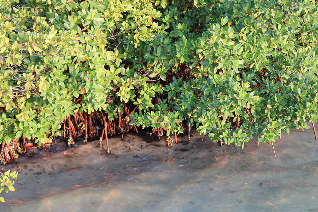 What US States Have Mangroves?