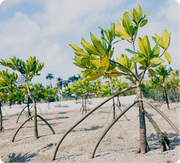 Maturing mangroves growing in a field