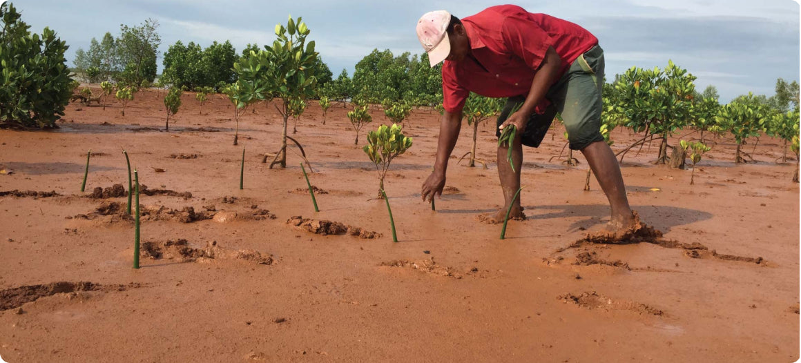 Madagascar native planting mangroves in red colored soil
