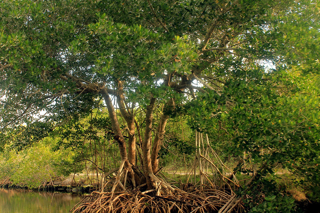 What is a Red Mangrove?
