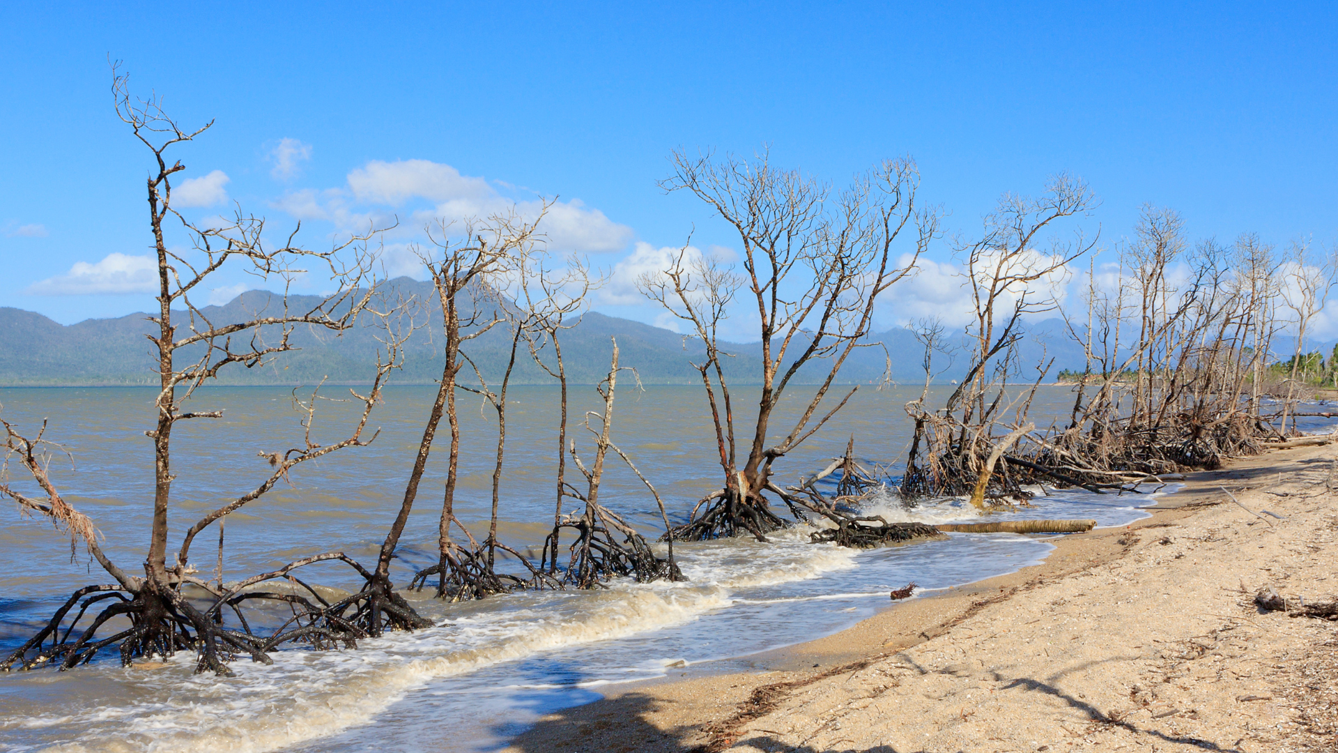 Mangrove Threats