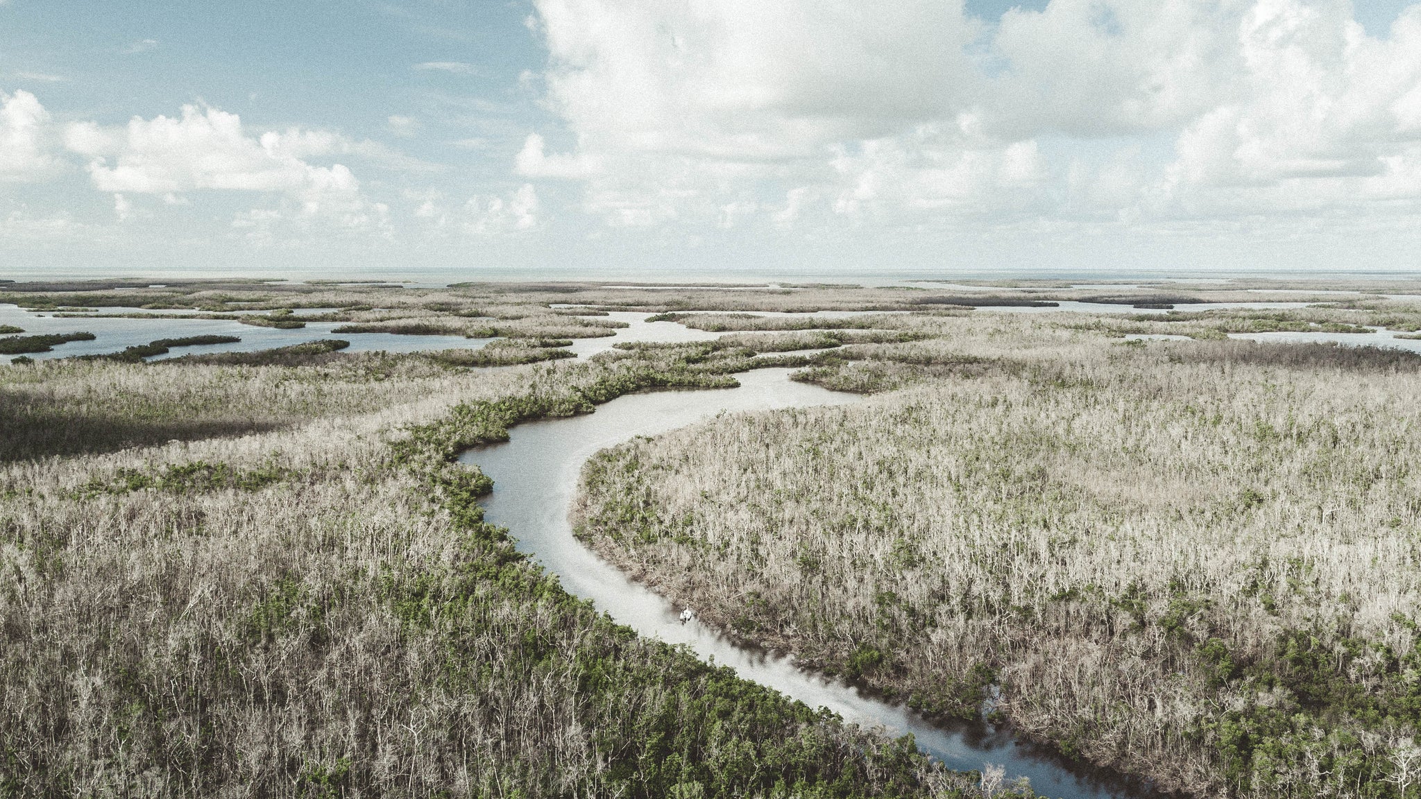 The Decline of Mangroves