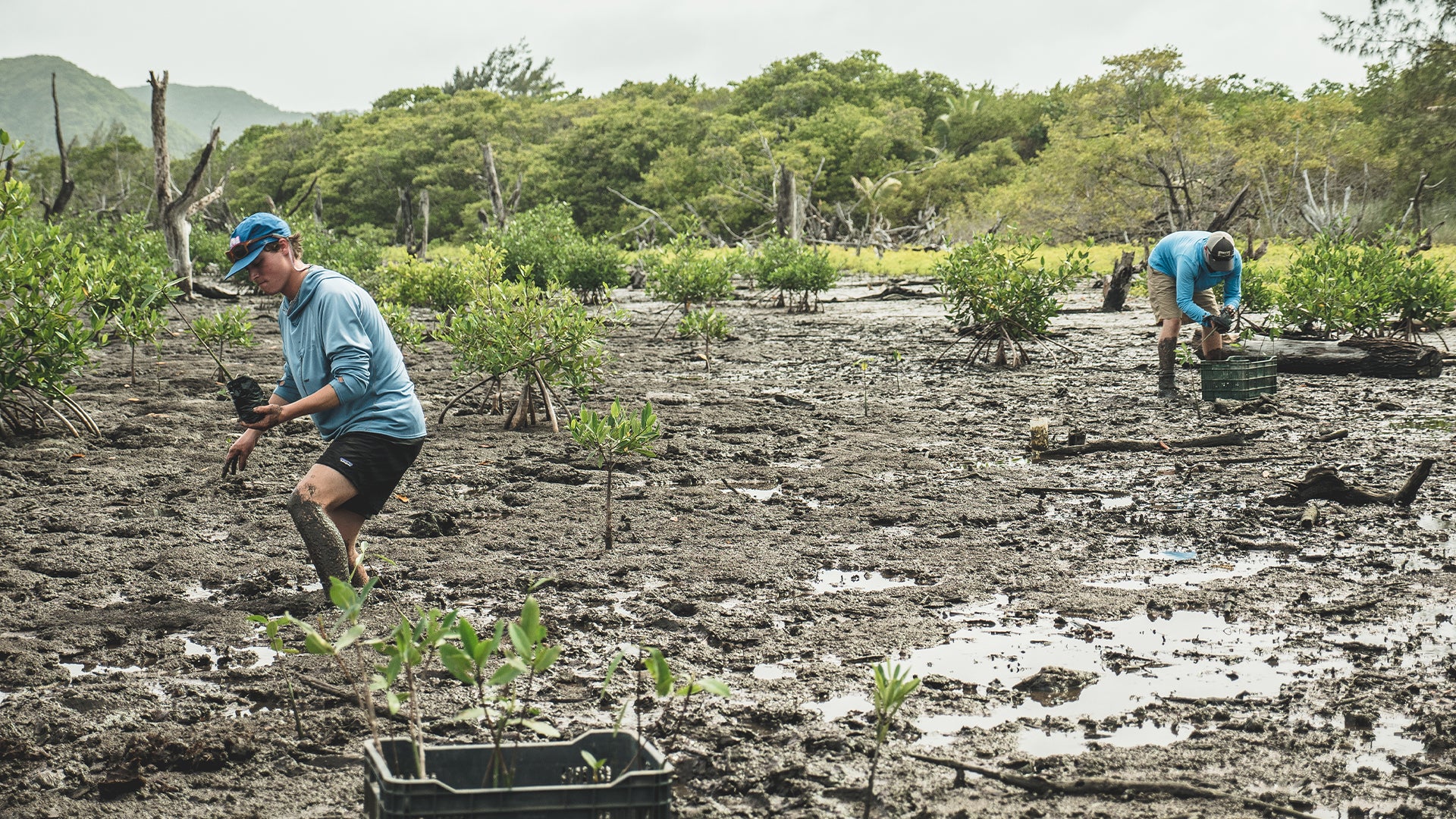MANG volunteers cleaning up trash in a destroyed mangrove habitat while planting new mangrove seedlings in the soil