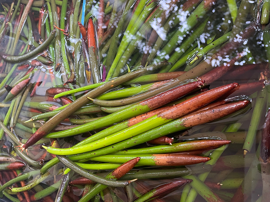 Mangrove Propagules: Everything You Need to Know