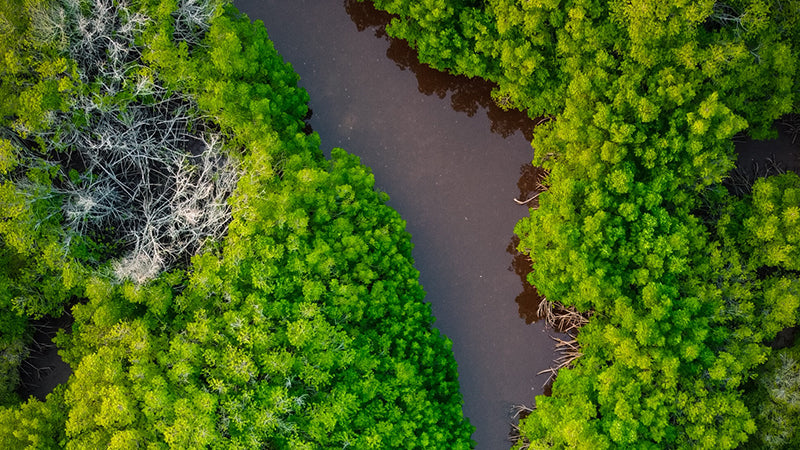 An Interconnected Ecosystem: Dive into the Mangrove Food Web
