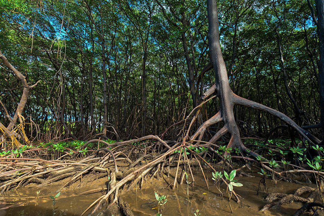 Where Do Mangrove Trees Grow?