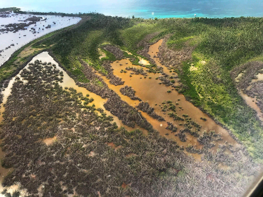 The Degradation of Mangrove Forests