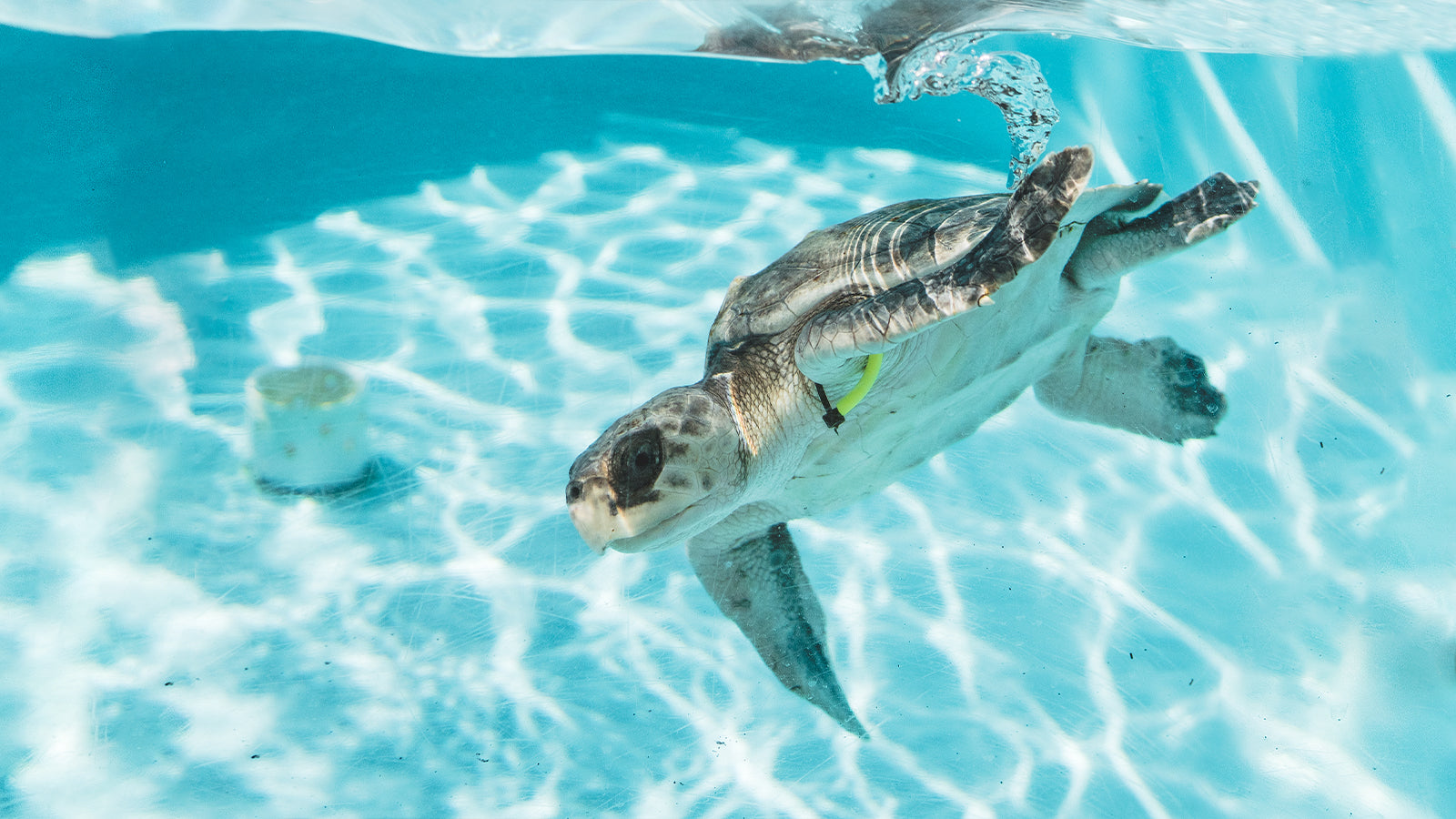 Rehabilitating loggerhead sea turtle swimming in a rehabilitation pool