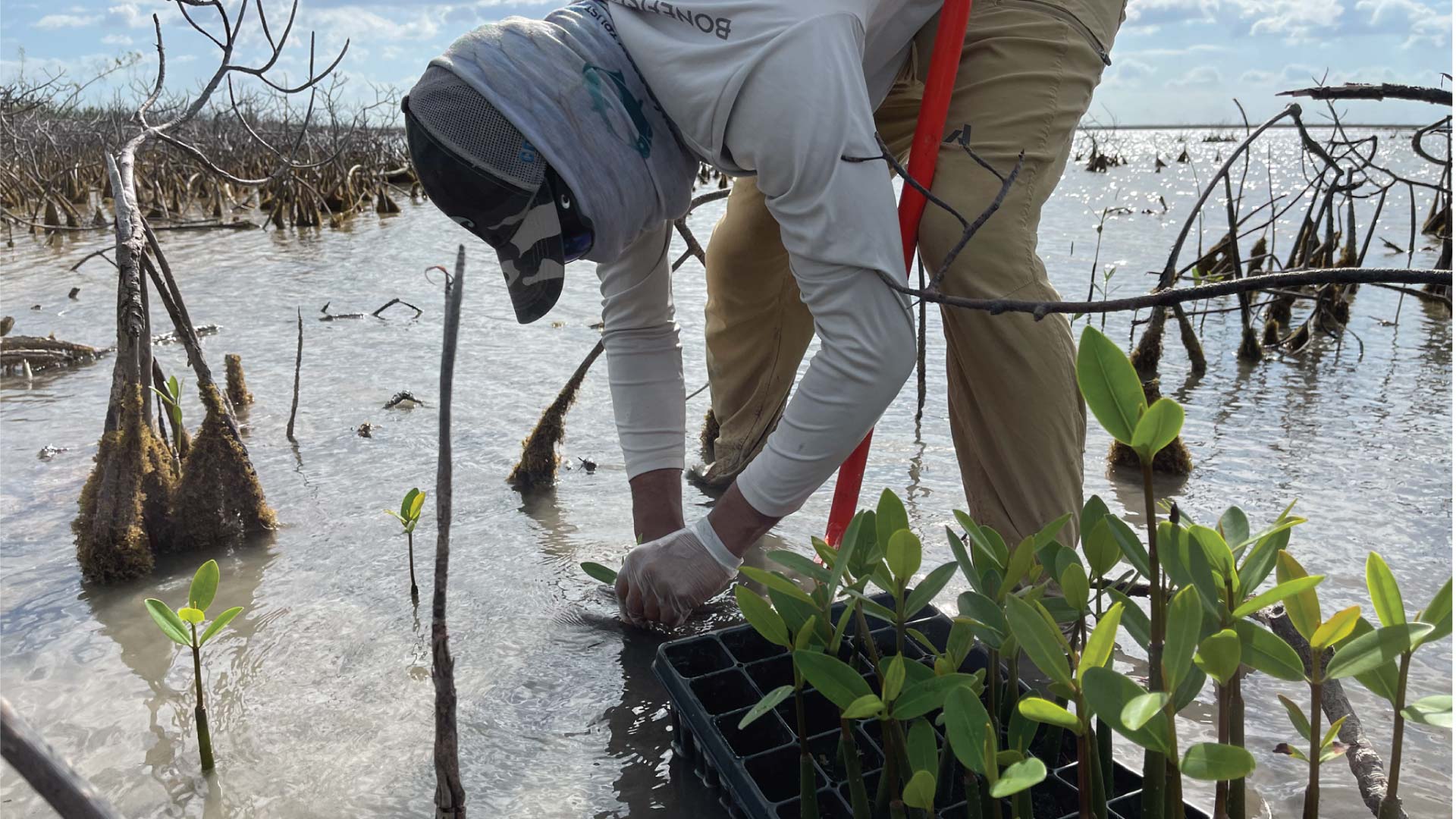 MANG Volunteer planting mangrove seedlings into shallow watered soil