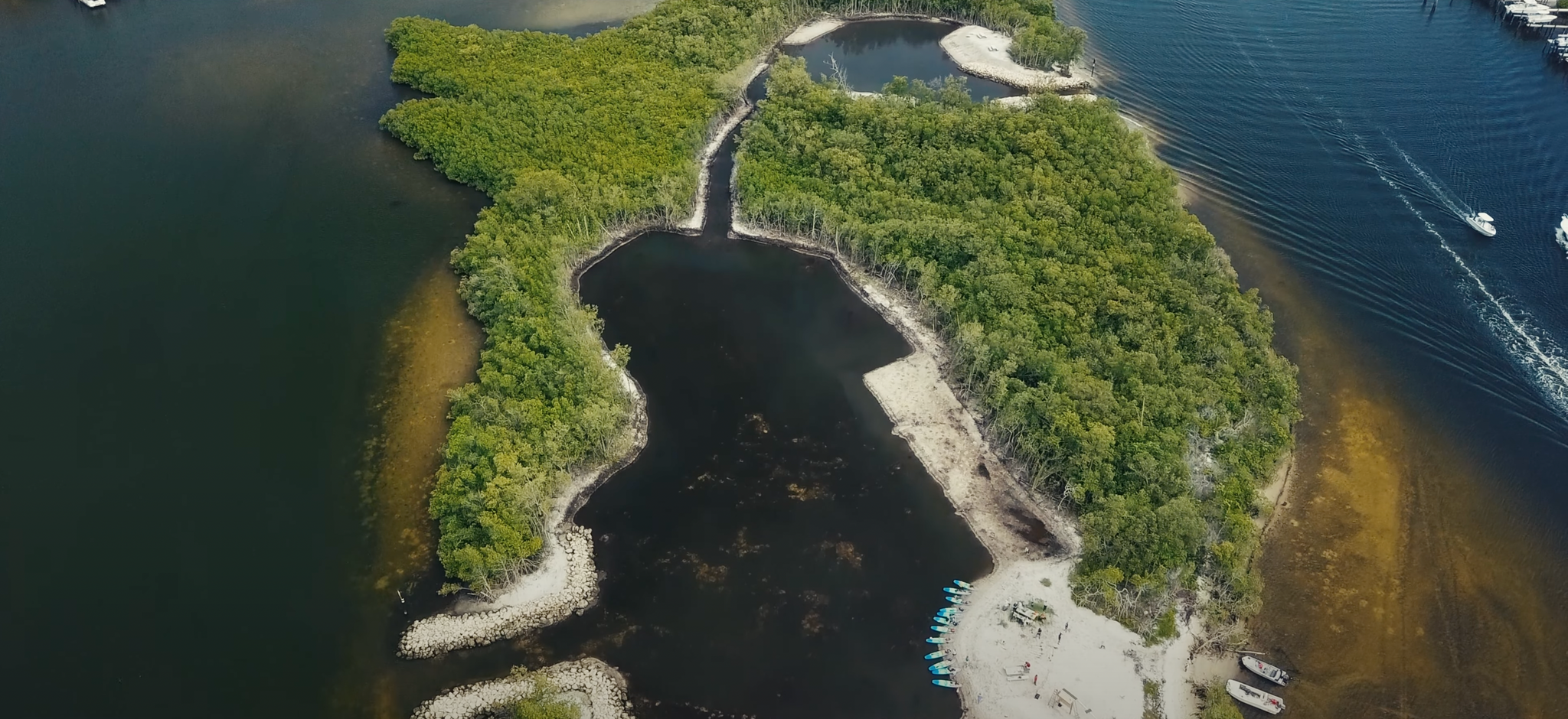 Sawfish Island Mangrove Planting