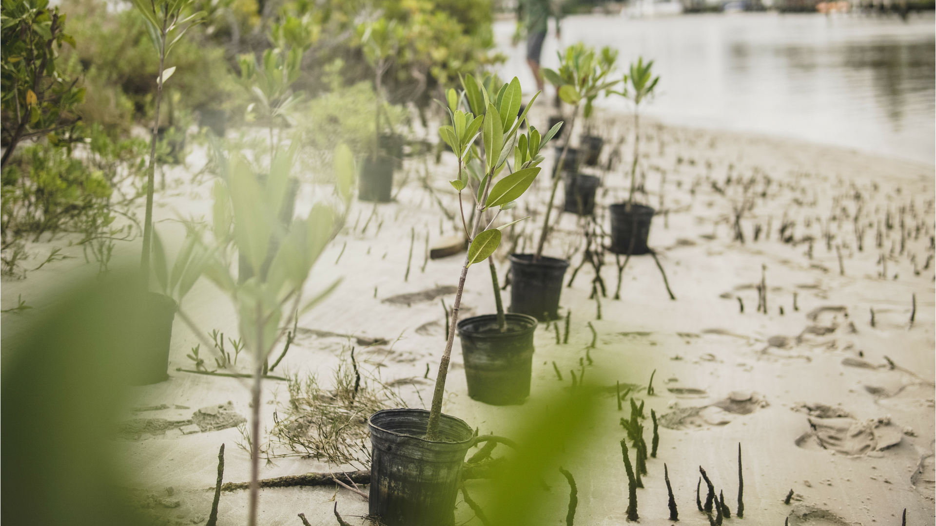 Mangrove seedlings in planting pots sitting alongside the Florida waters