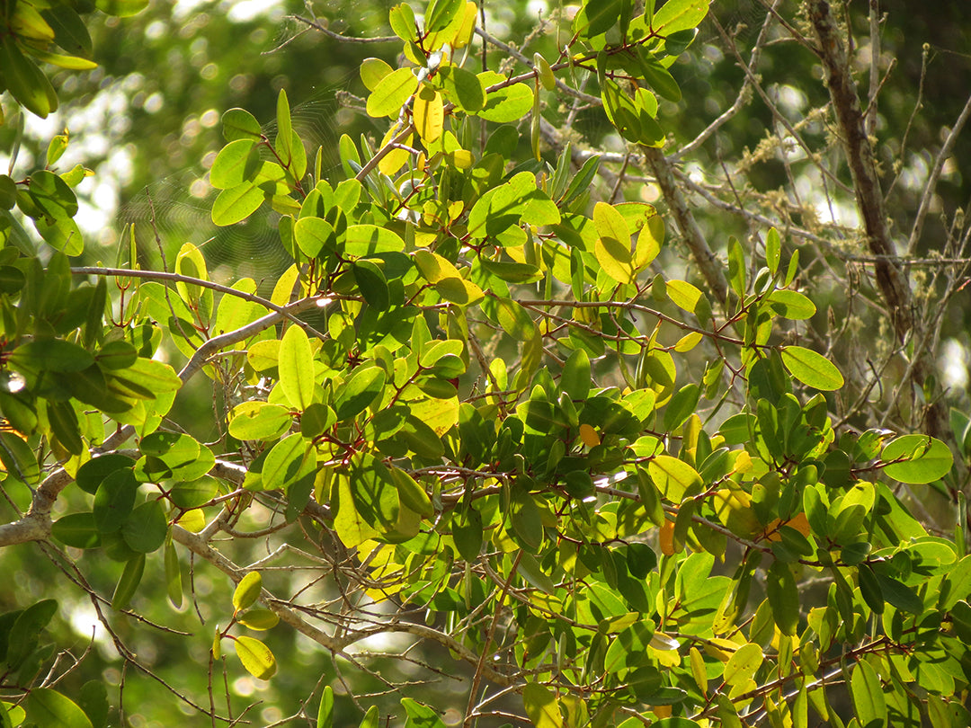 What is a White Mangrove?