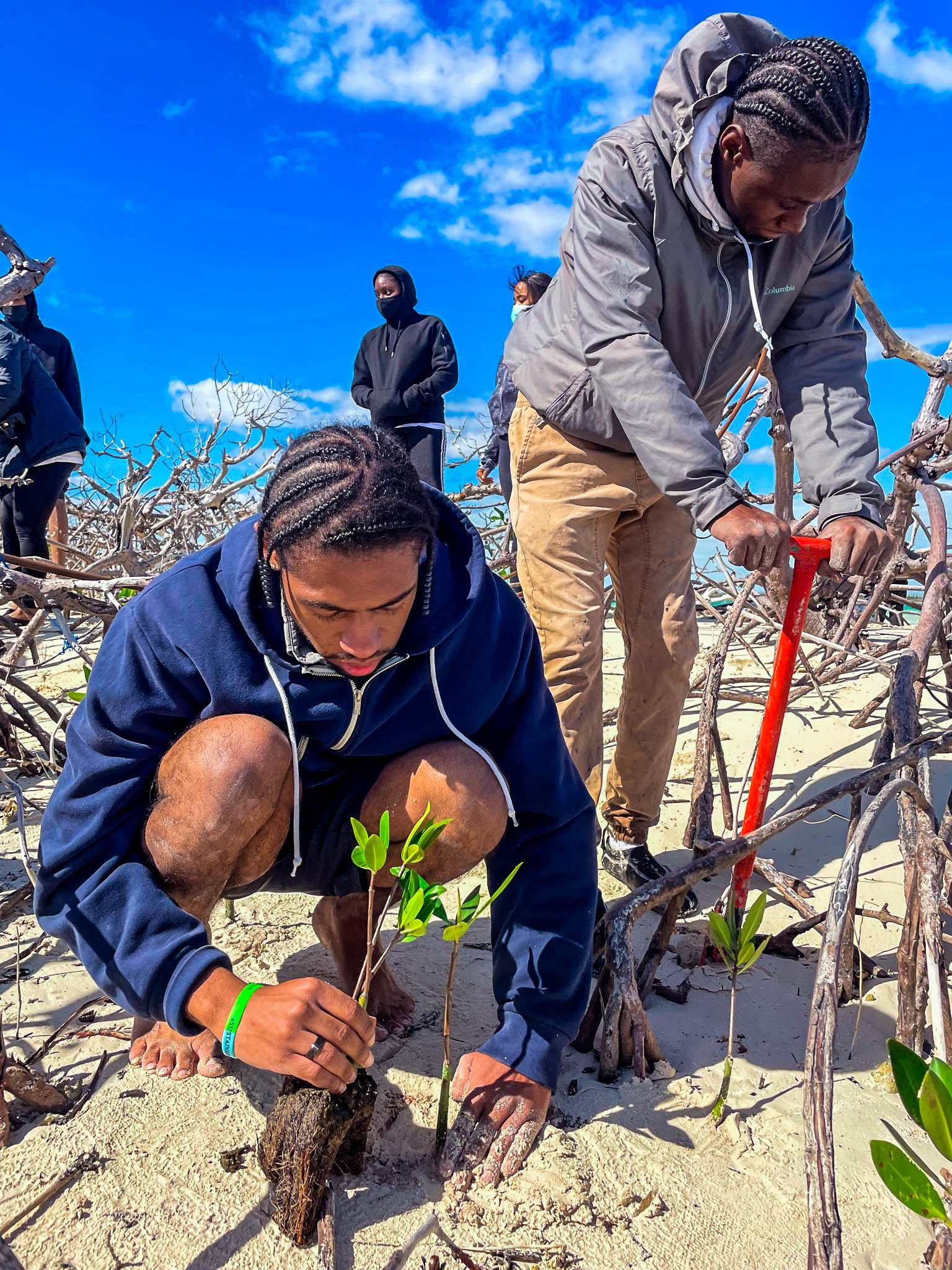 Two MANG volunteers planting mangrove seedlings in the soil in the Bahamas