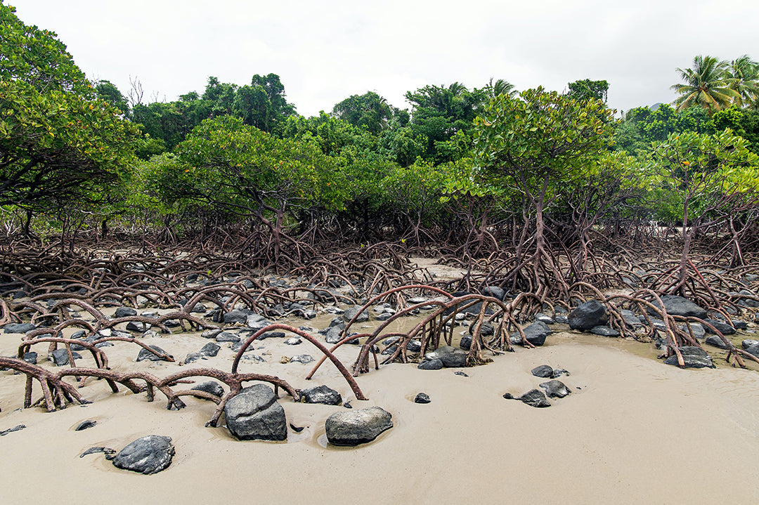 How Long Do Mangroves Live?