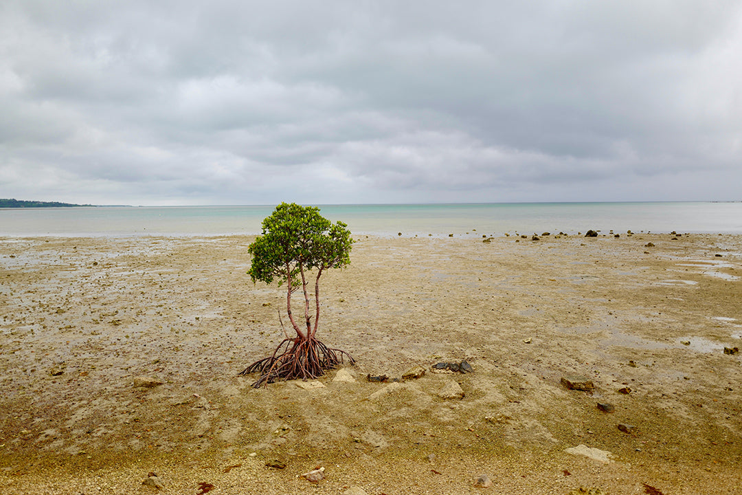 What Happens if Mangroves are Destroyed?