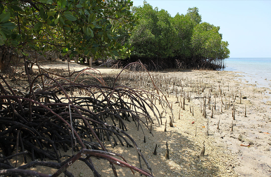 How Mangrove Forests Help Mitigate Storm Damage