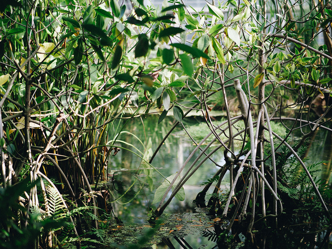 Are Mangroves Only in Florida?