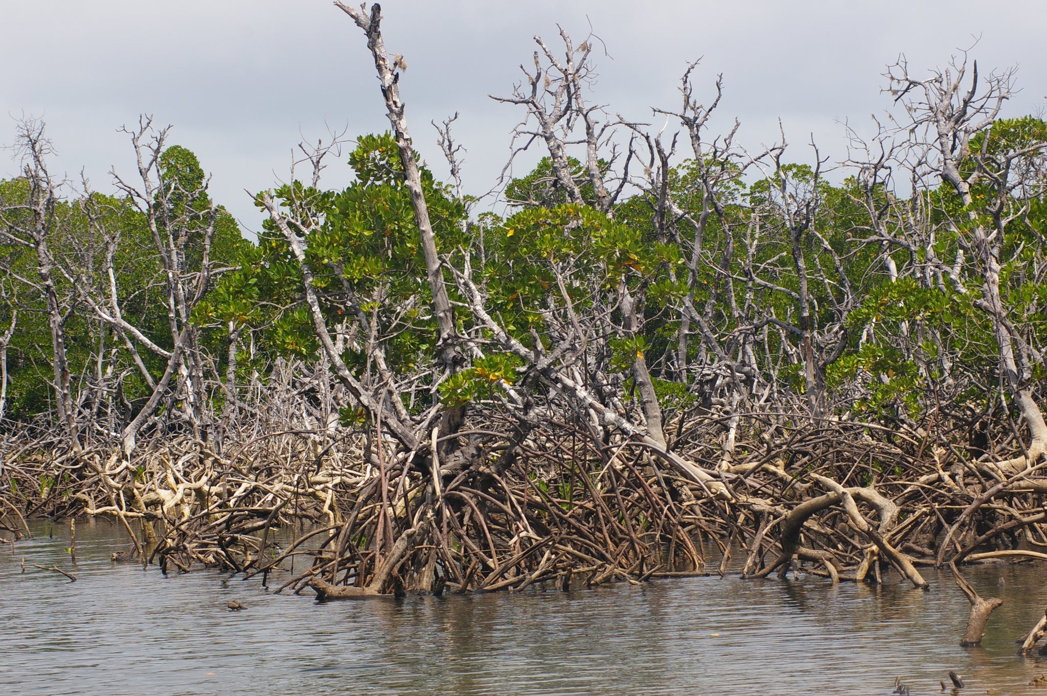 Why Are Florida Mangroves Dying?