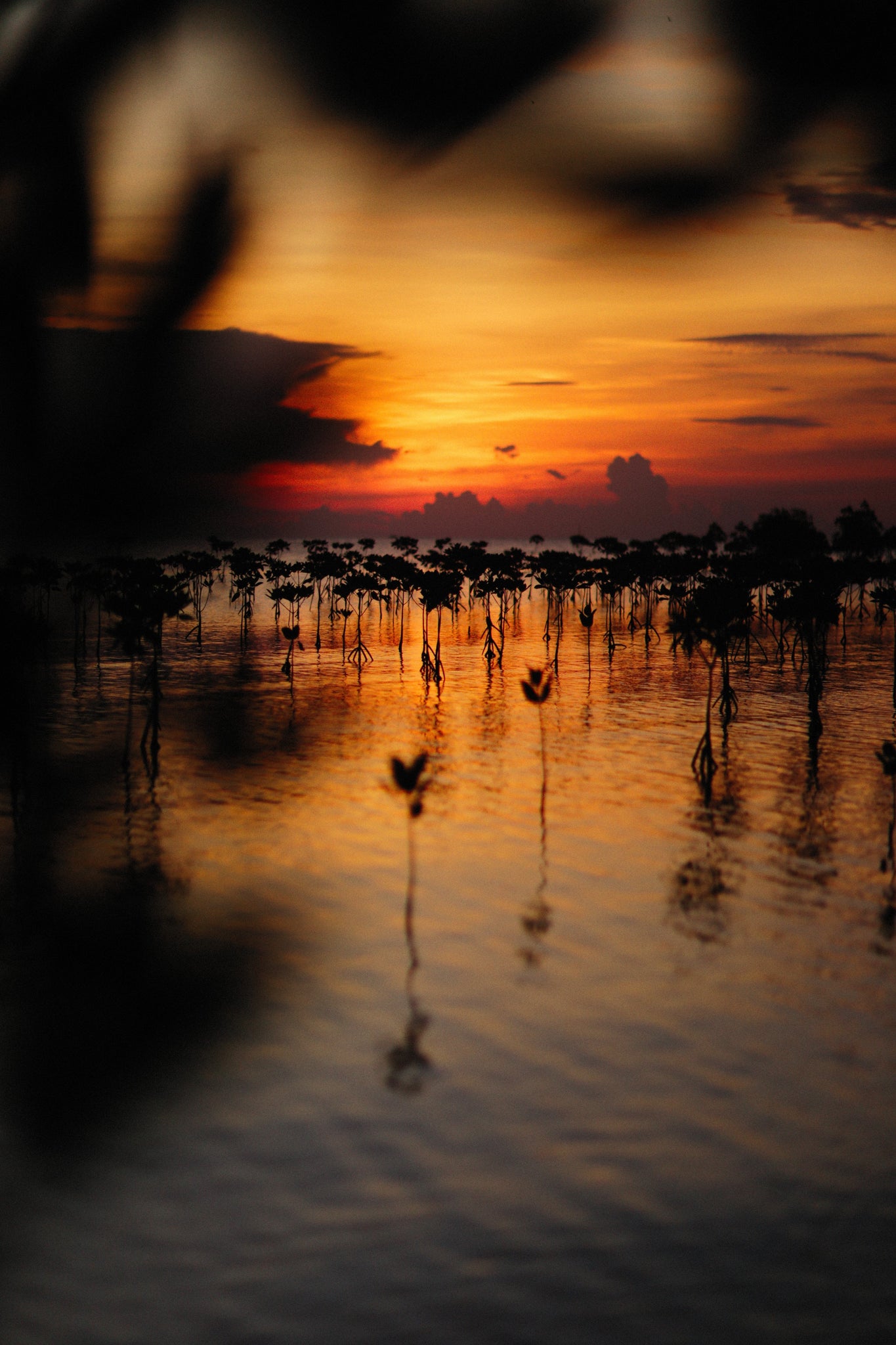 Are Mangroves Native or Invasive?