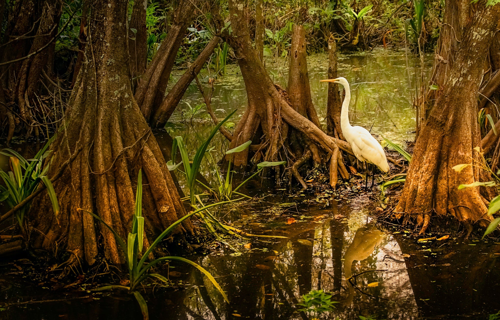 Are mangroves in Florida?