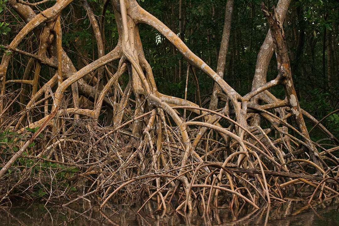Can Mangroves Survive Winter?