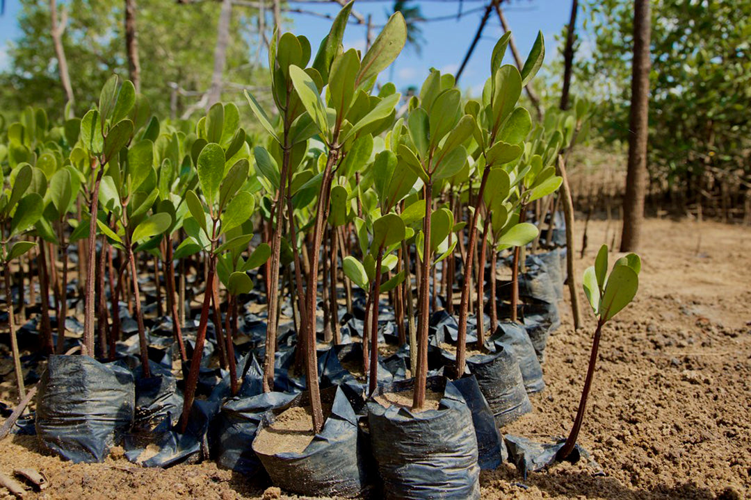 How to Grow Mangrove Trees