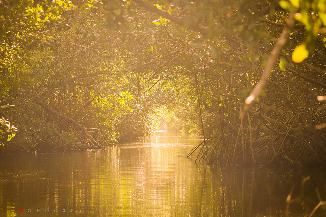 What Species do Mangroves Protect?