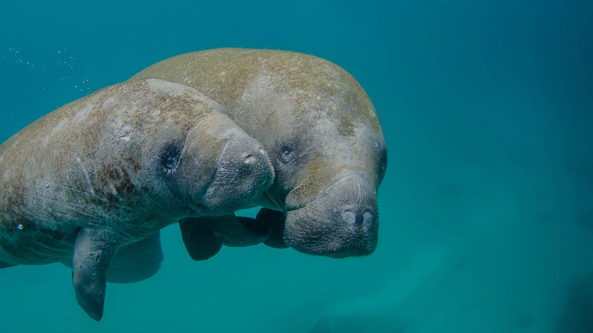Mother and baby manatees swimming underwater