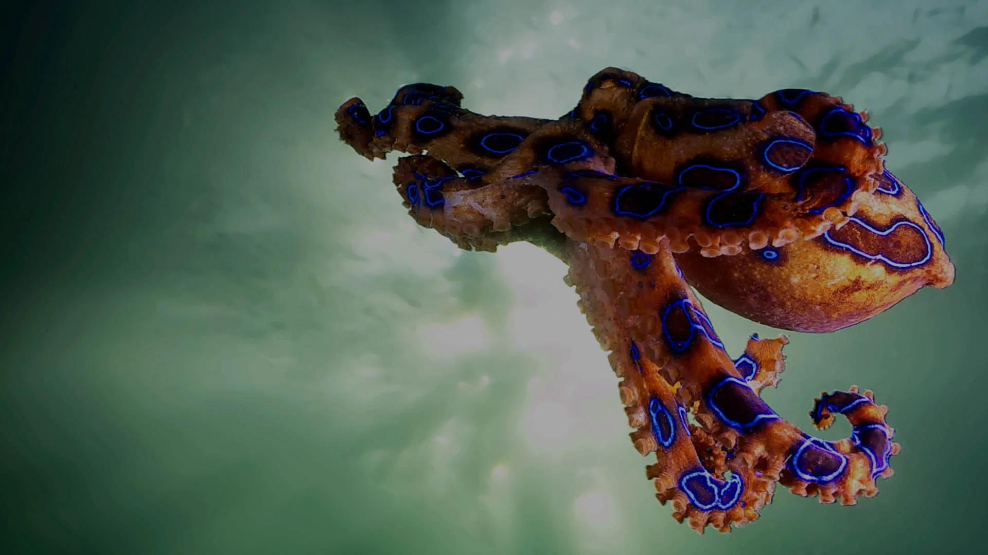 Octopus swimming underwater
