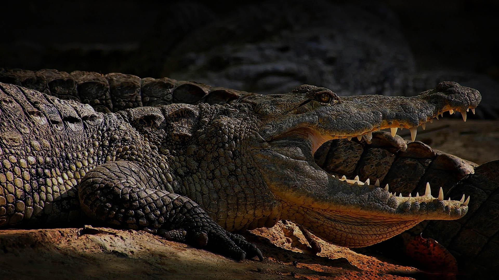 Florida alligator basking in the sun with open mouth