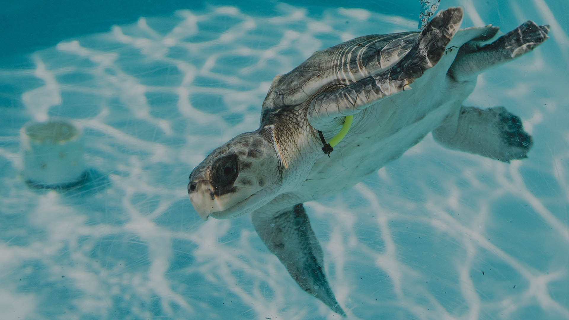 Loggerhead sea turtle swimming under water