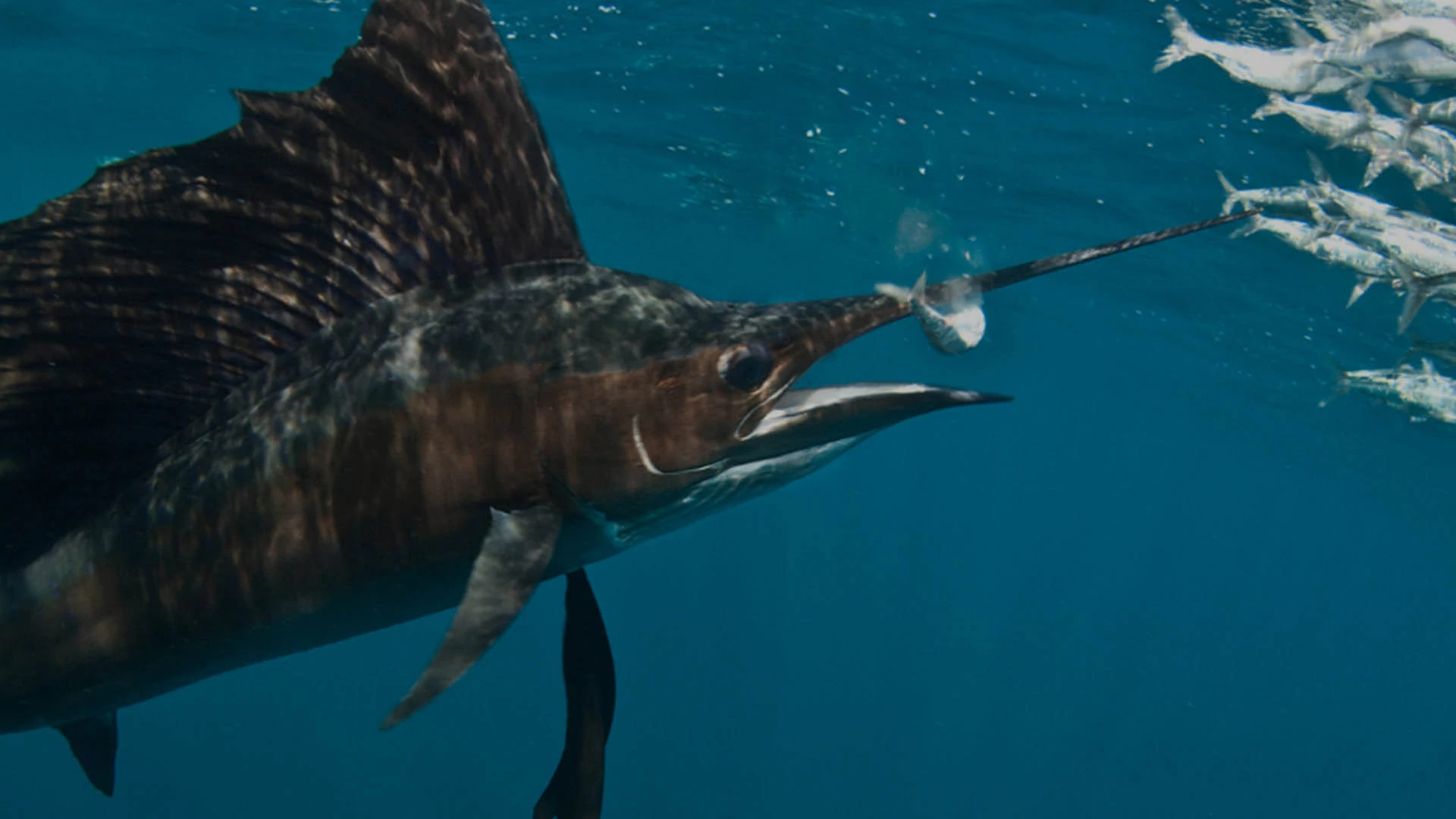 Sailfish