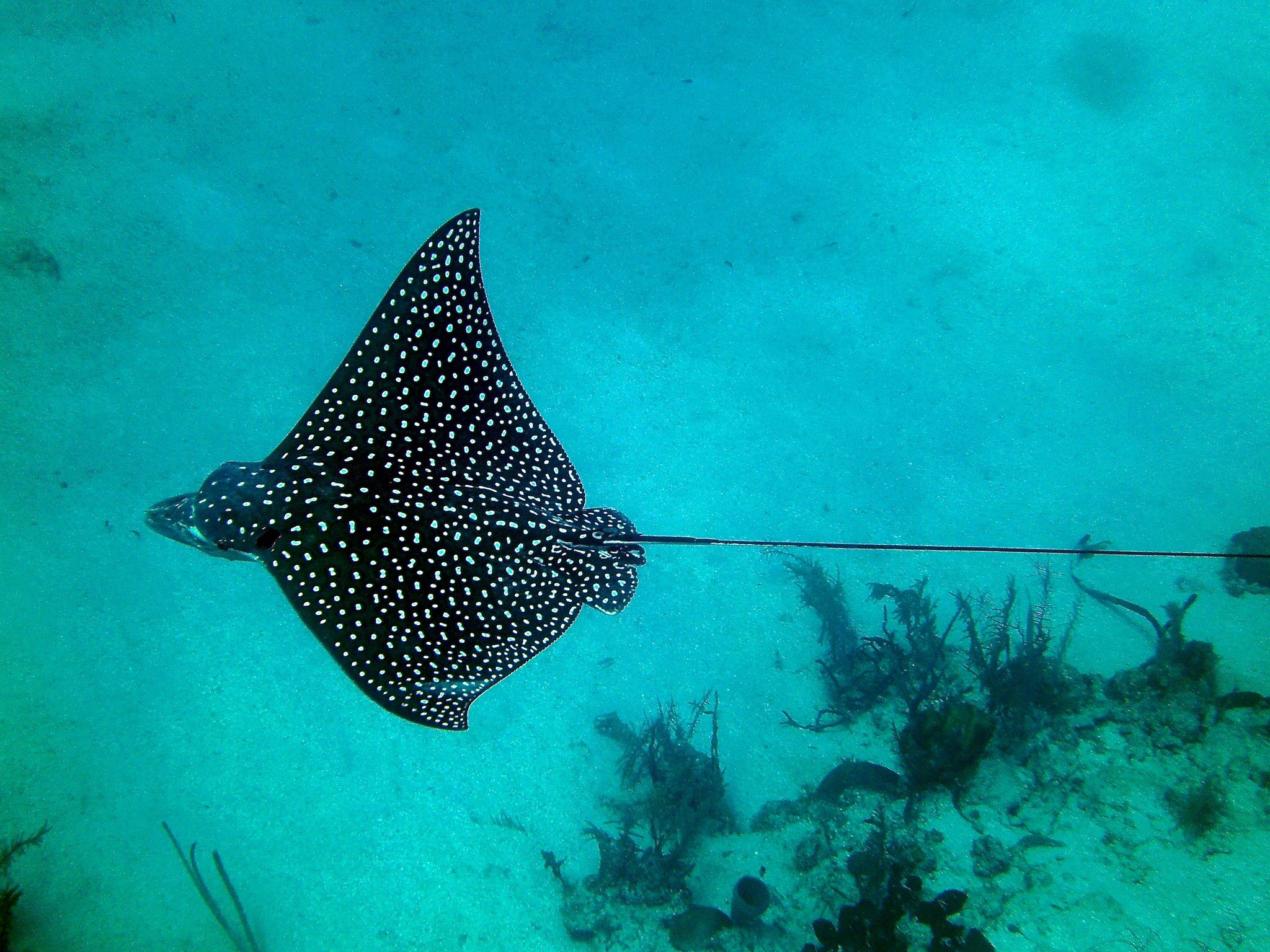Eagle ray swimming underwater