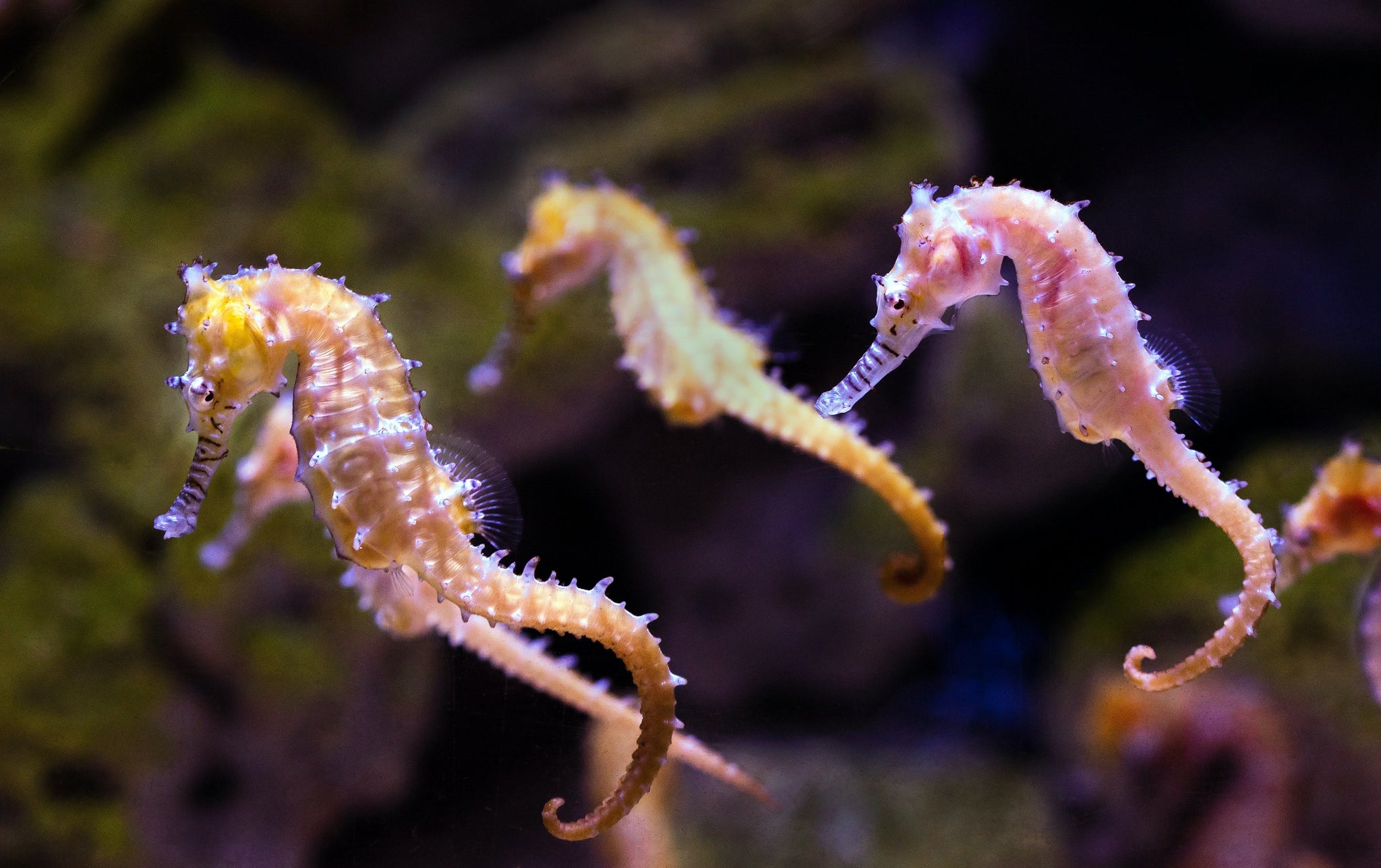 Seahorses under water