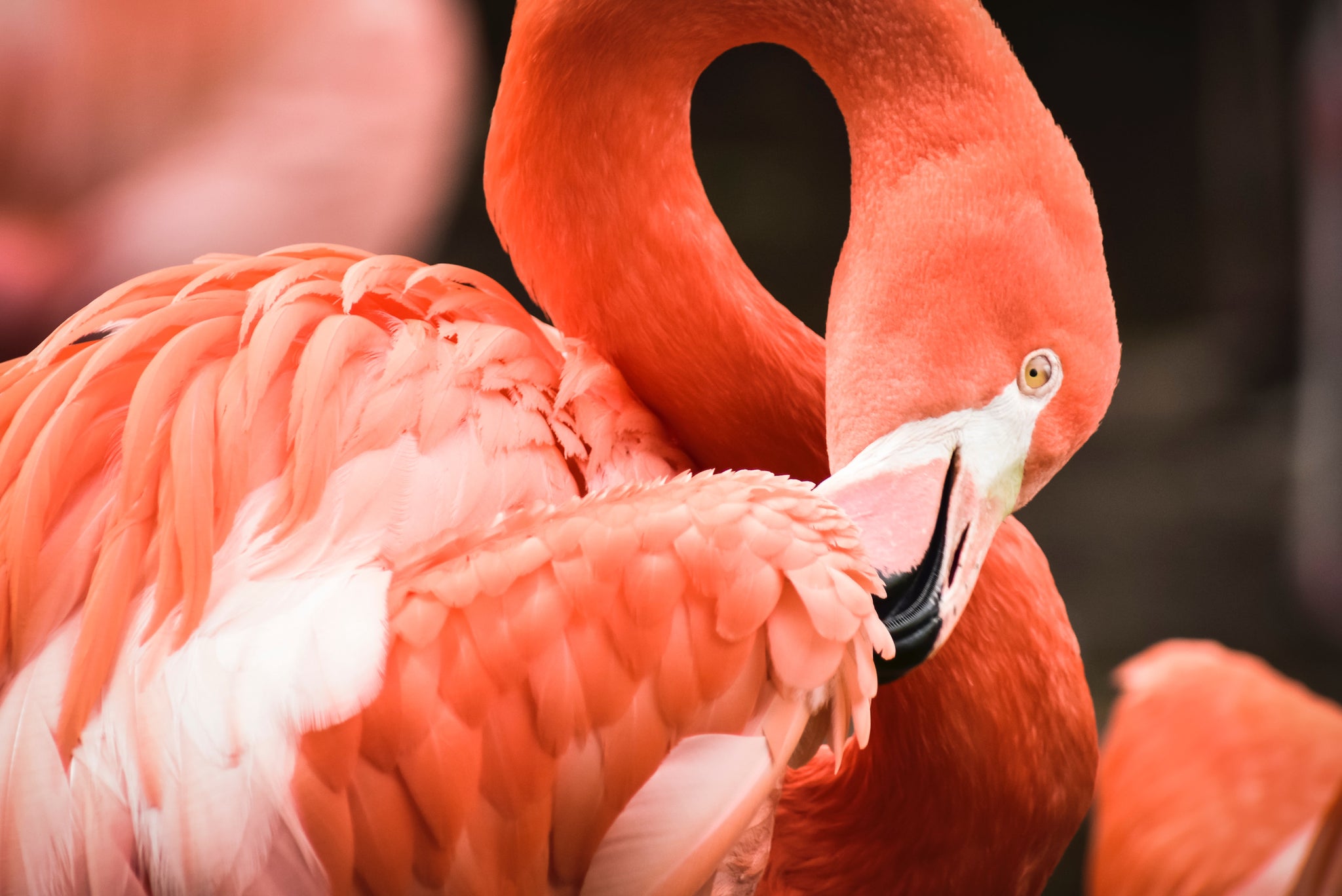 Flamingos