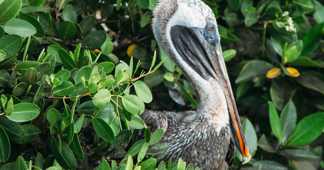 Pelicans