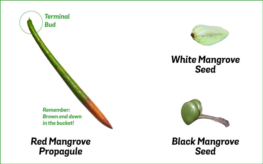 Diagram showing the differences of Red Mangrove Propagules and White and Black Mangrove seeds. 