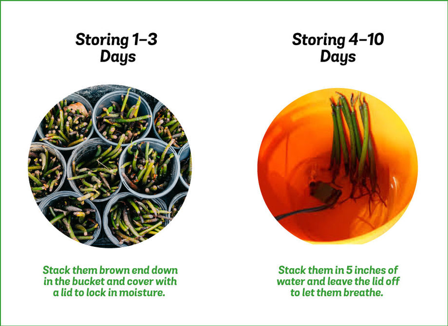 Diagram explaining how to store red, white or black mangrove seeds and propagules between days 1-3 and days 4-10.