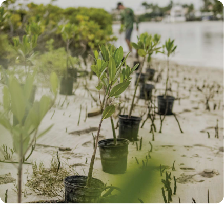 Mangrove seedlings in transfer pots ready to be planted in the soil for the Florida Restoration Project