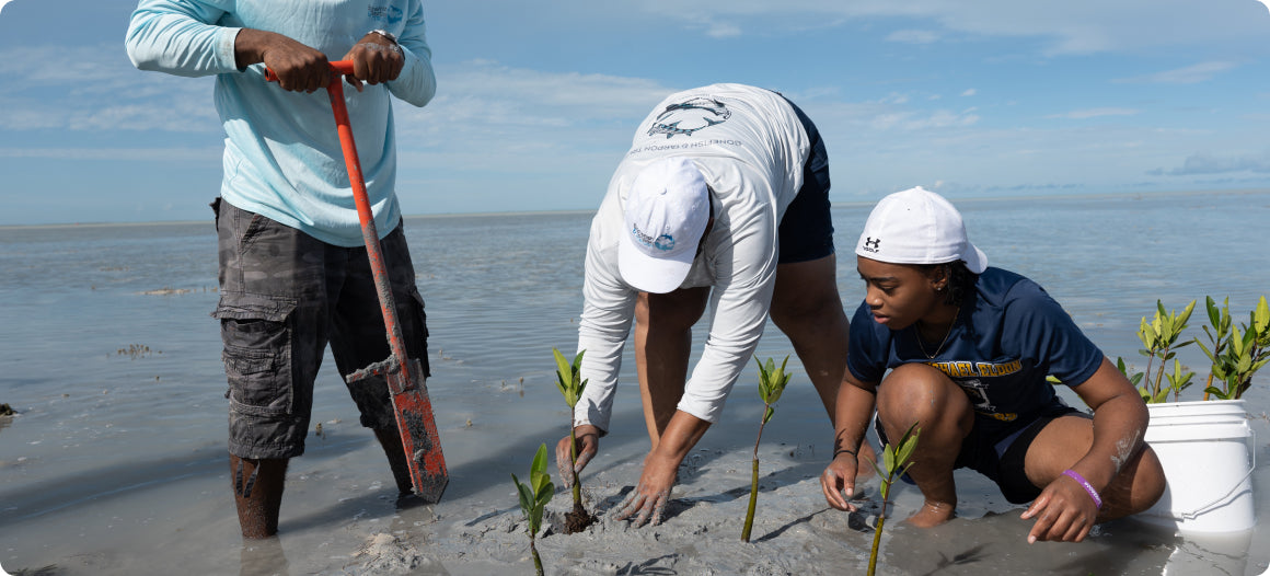 Three Bahama native volunteers digging potholes and planting mangrove seedlings in the sand by the water