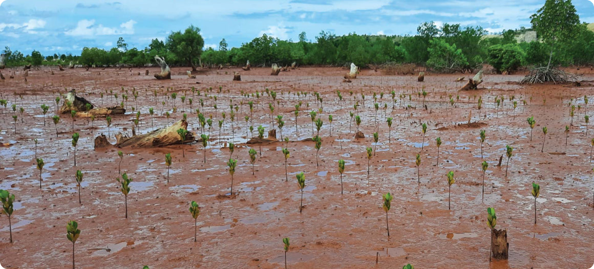 landscape view of several mangrove seedlings planted in Madagascar soil