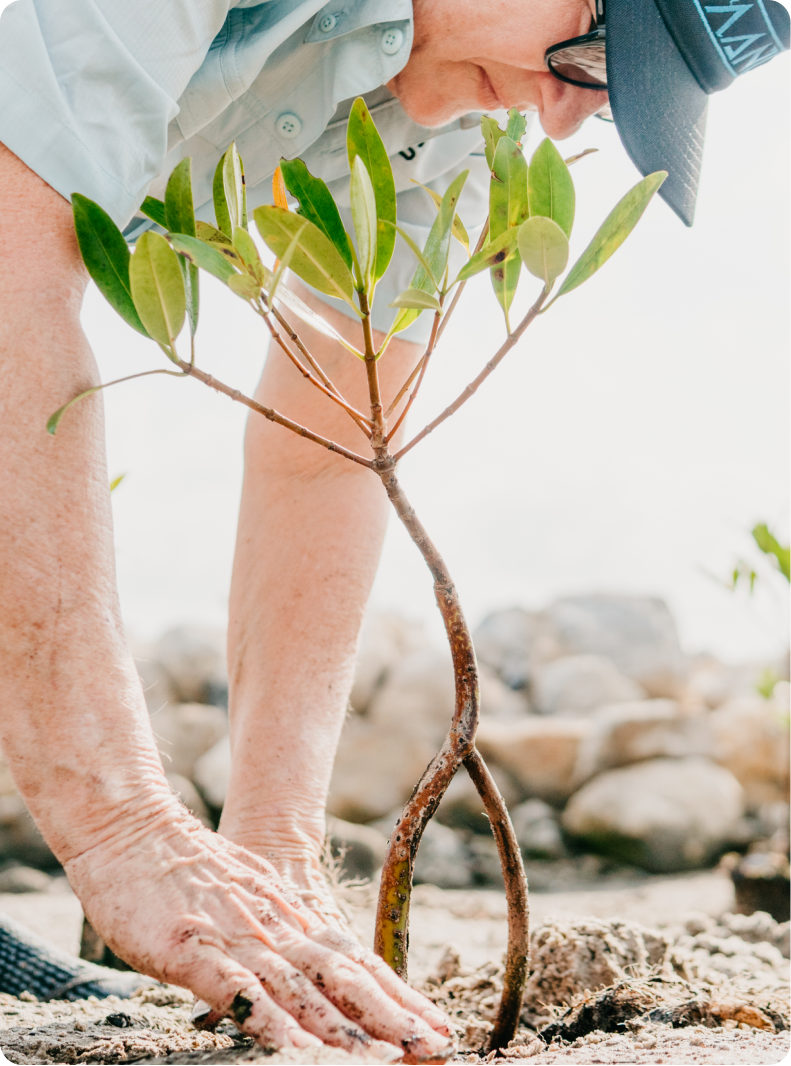 MANG volunteer planting a mangrove in the soil