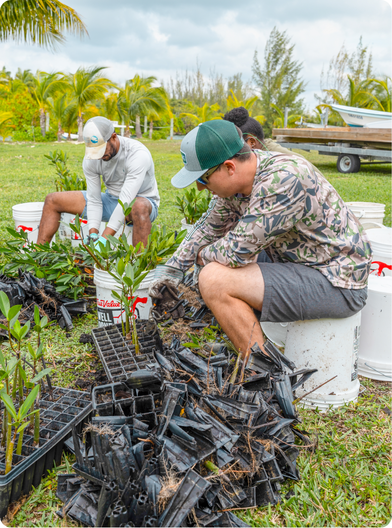 MANG volunteers planting mangroves in a field