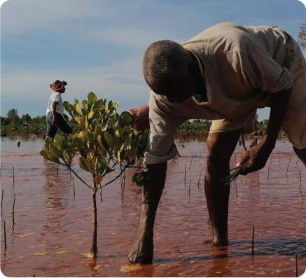 Madagascar native volunteer planting mangrove seedling in shallow water deep into soil