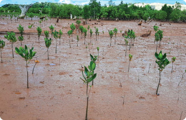landscape view of several maturing mangrove seedlings planted in Madagascar soil